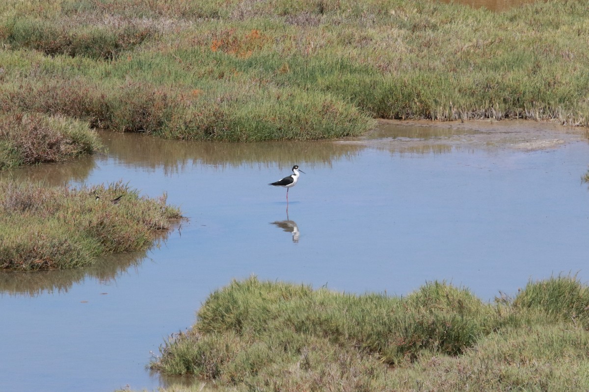 Black-necked Stilt - ML619904919