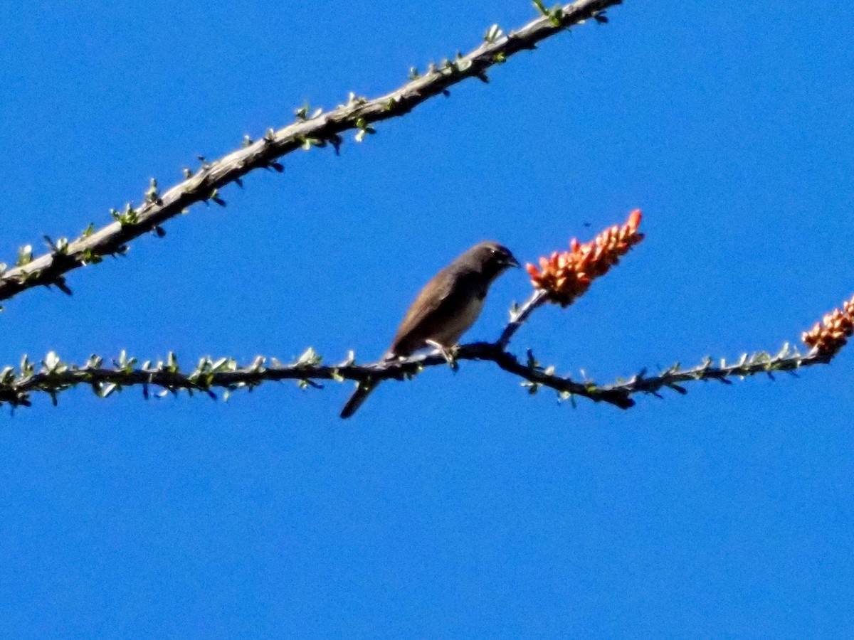 Five-striped Sparrow - ML619904922