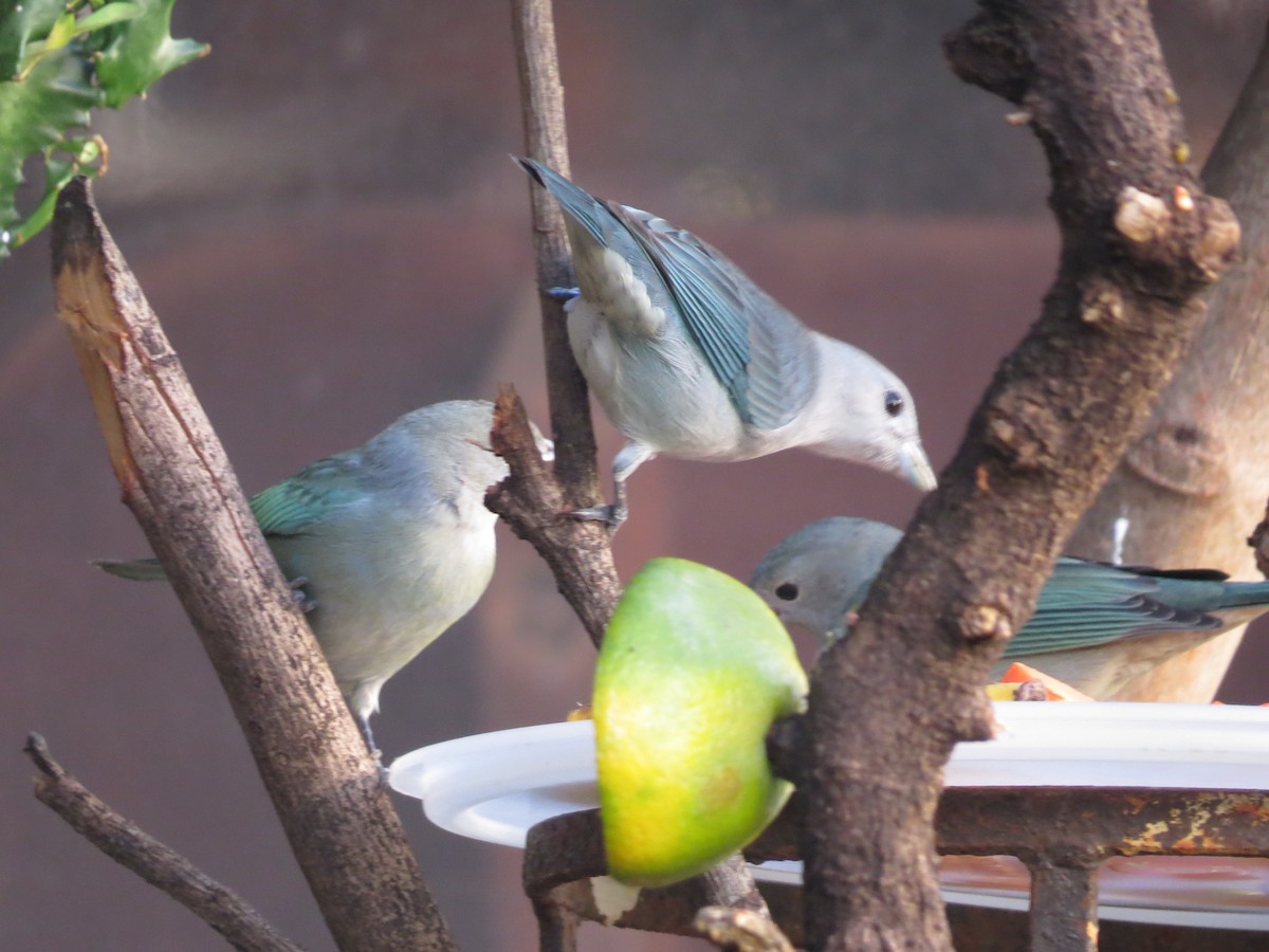 Sayaca Tanager - ML619904931