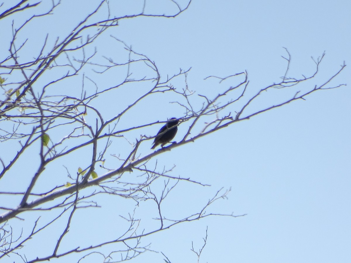 European Starling - ML619904934