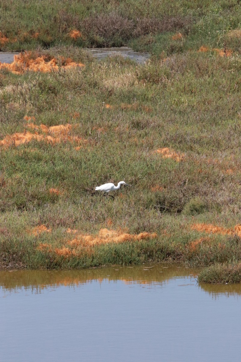 Snowy Egret - ML619904935