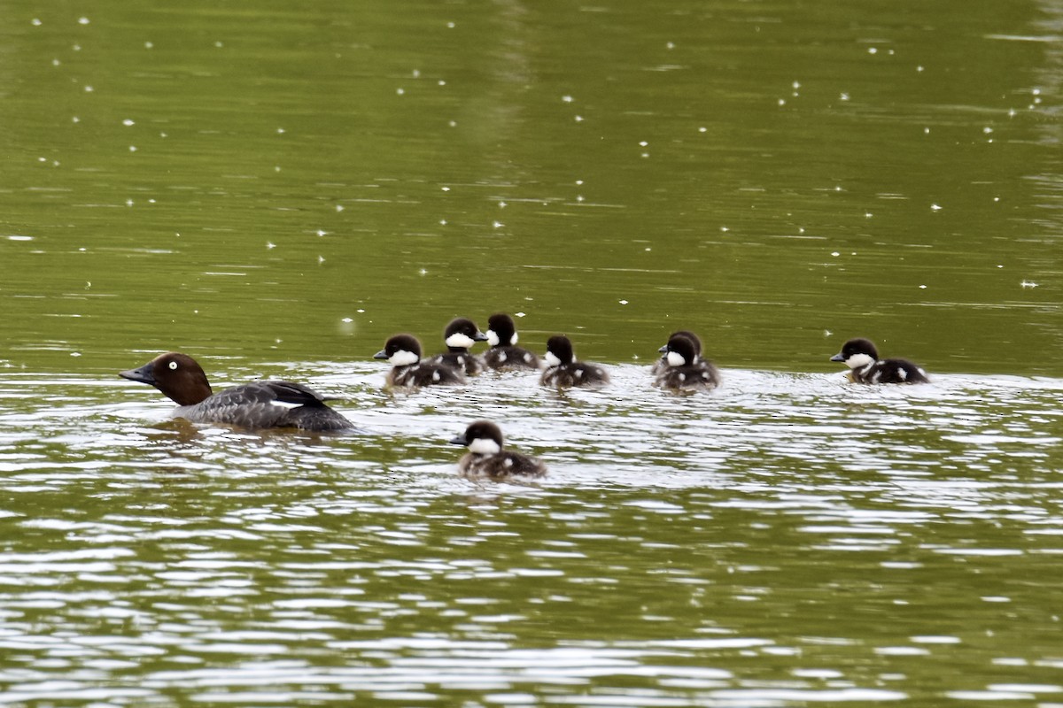 Common Goldeneye - ML619904937