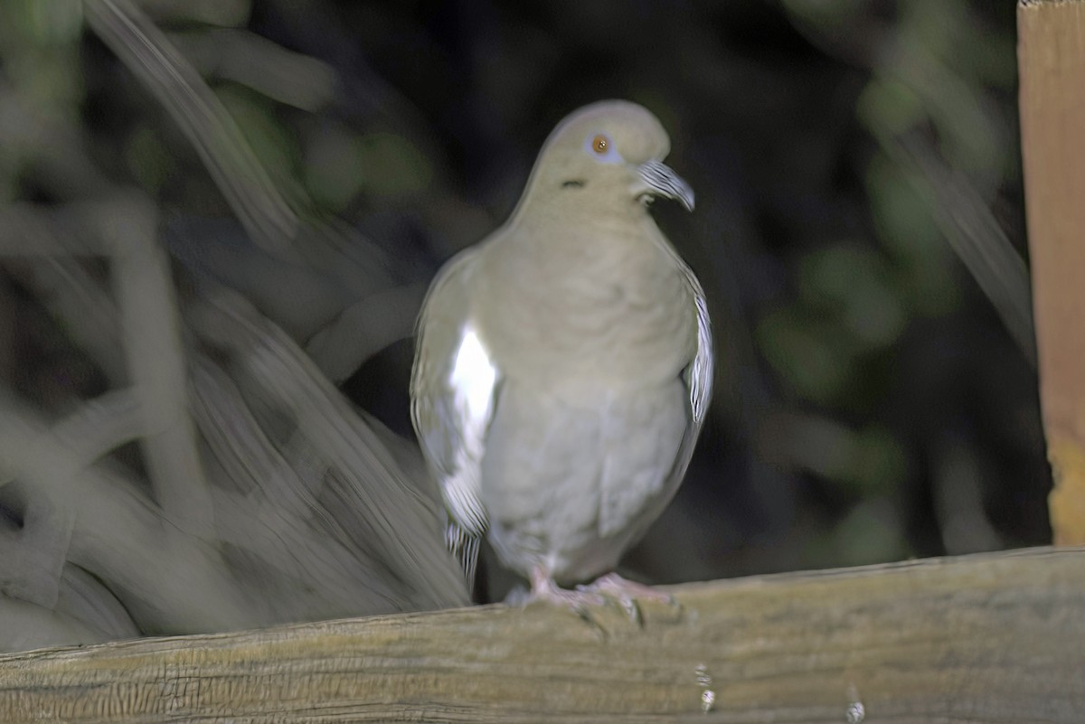 White-winged Dove - ML619904953