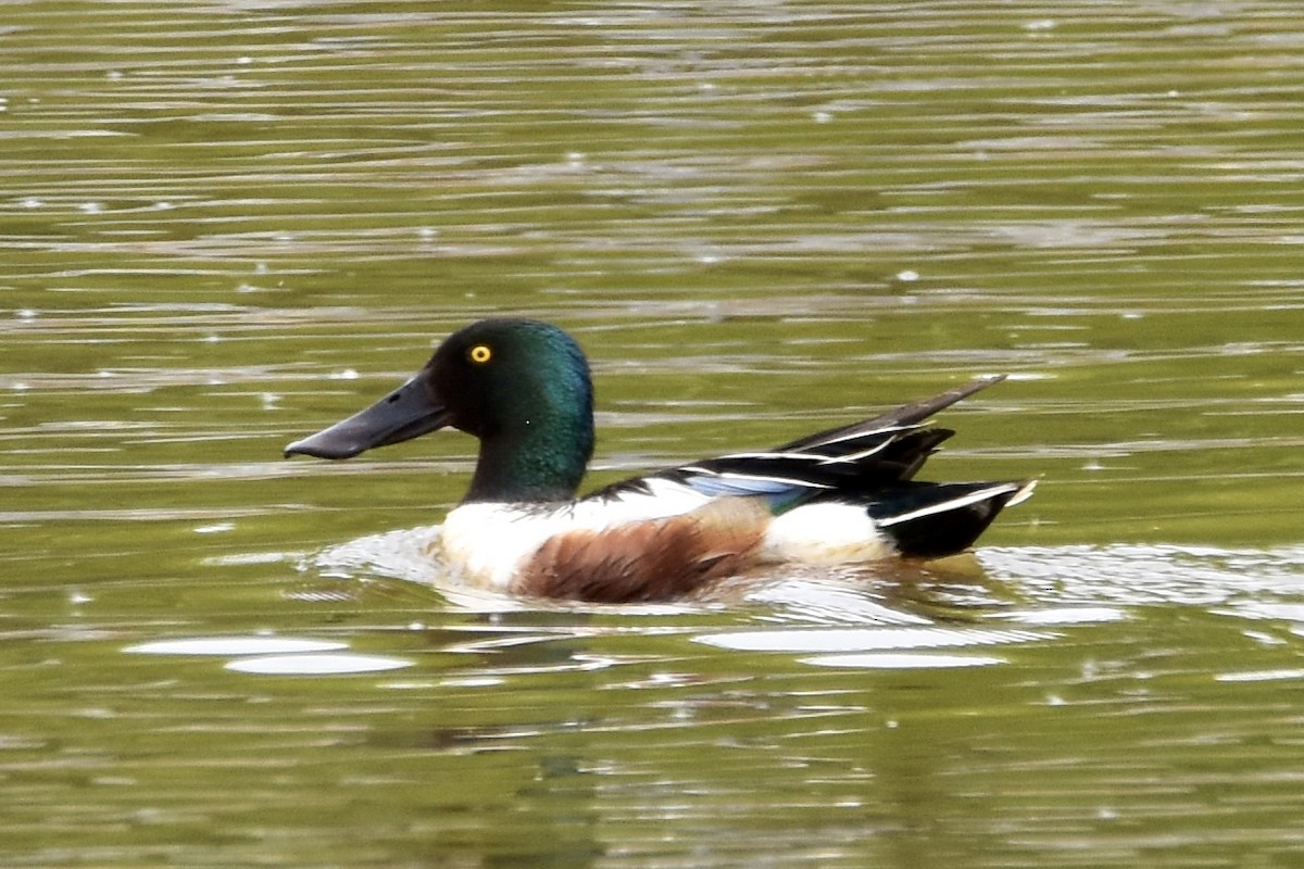 Northern Shoveler - ML619904974