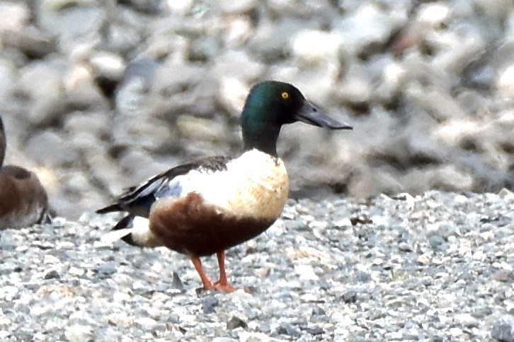 Northern Shoveler - ML619904975