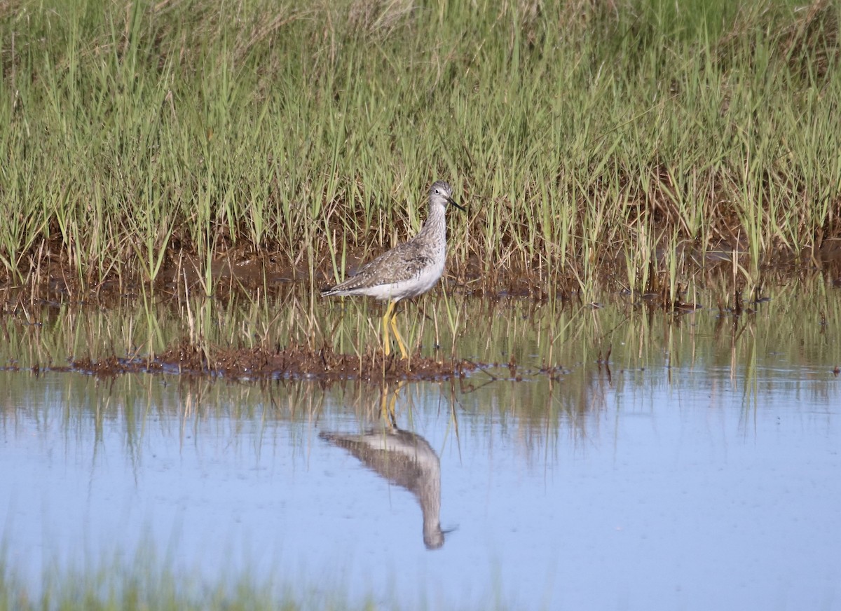 Greater Yellowlegs - ML619904978