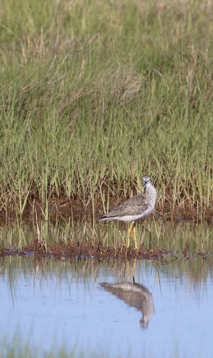 Greater Yellowlegs - ML619904979