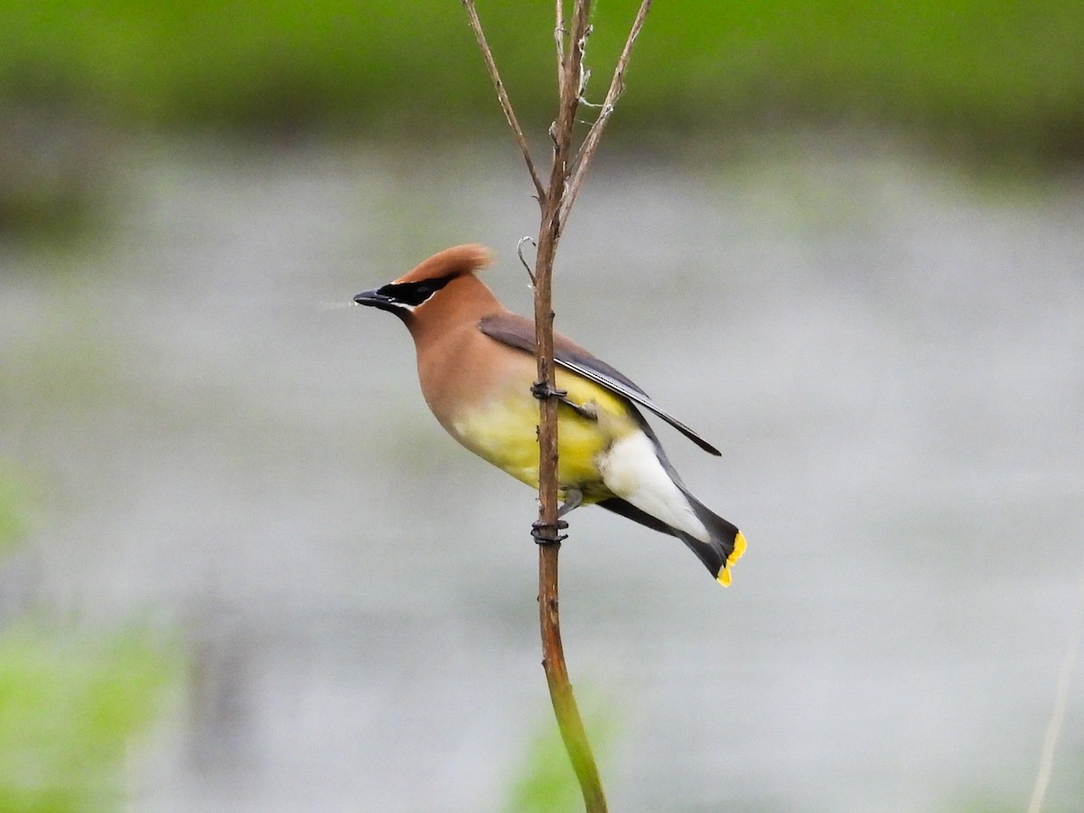 Cedar Waxwing - ML619904984