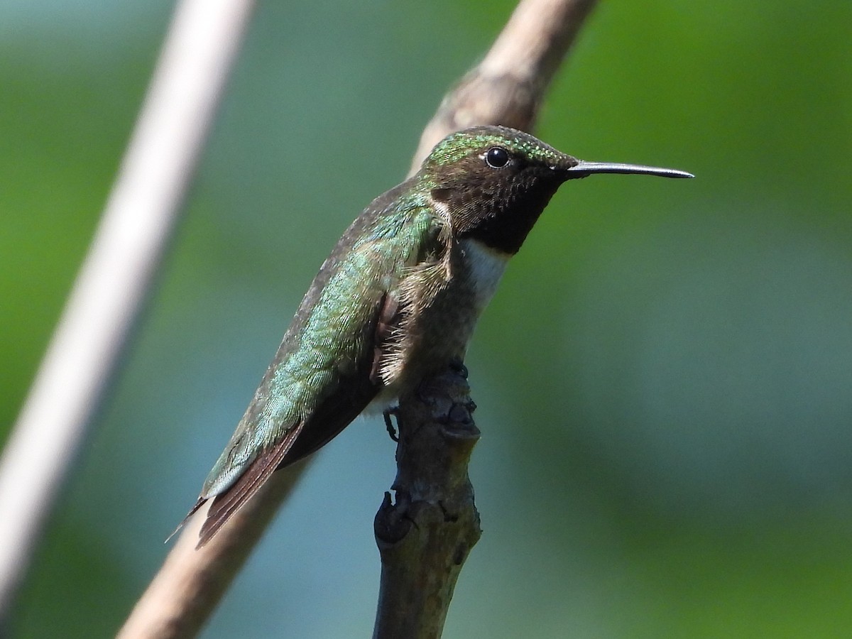 Ruby-throated Hummingbird - ML619904985