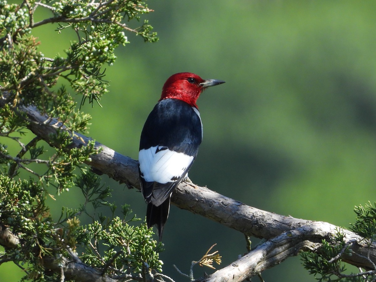 Red-headed Woodpecker - ML619904994