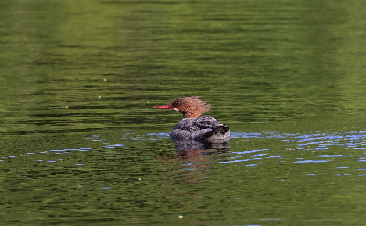 Common Merganser - ML619904996