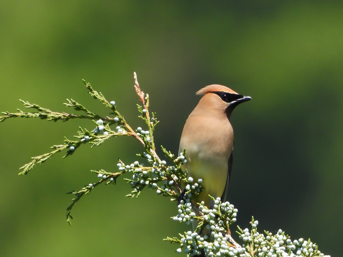 Cedar Waxwing - ML619905003