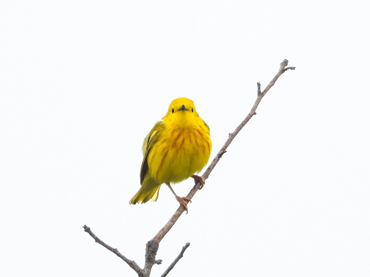 Yellow Warbler - ML619905007