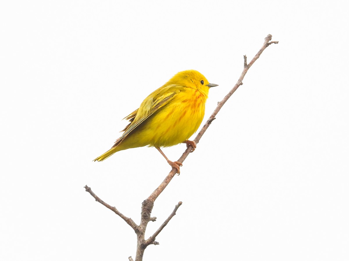 Yellow Warbler - ML619905008