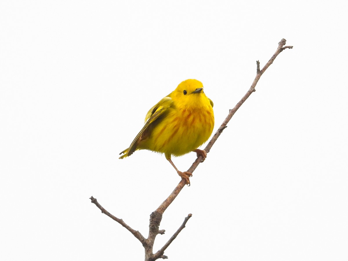 Yellow Warbler - ML619905010