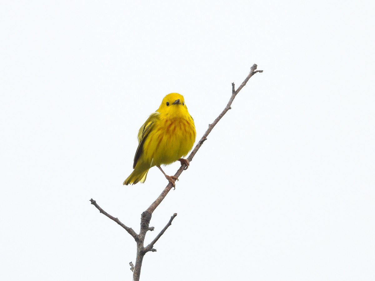 Yellow Warbler - ML619905012
