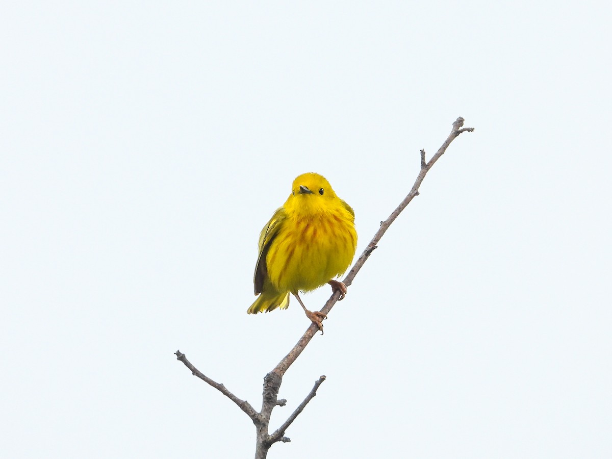 Yellow Warbler - ML619905013