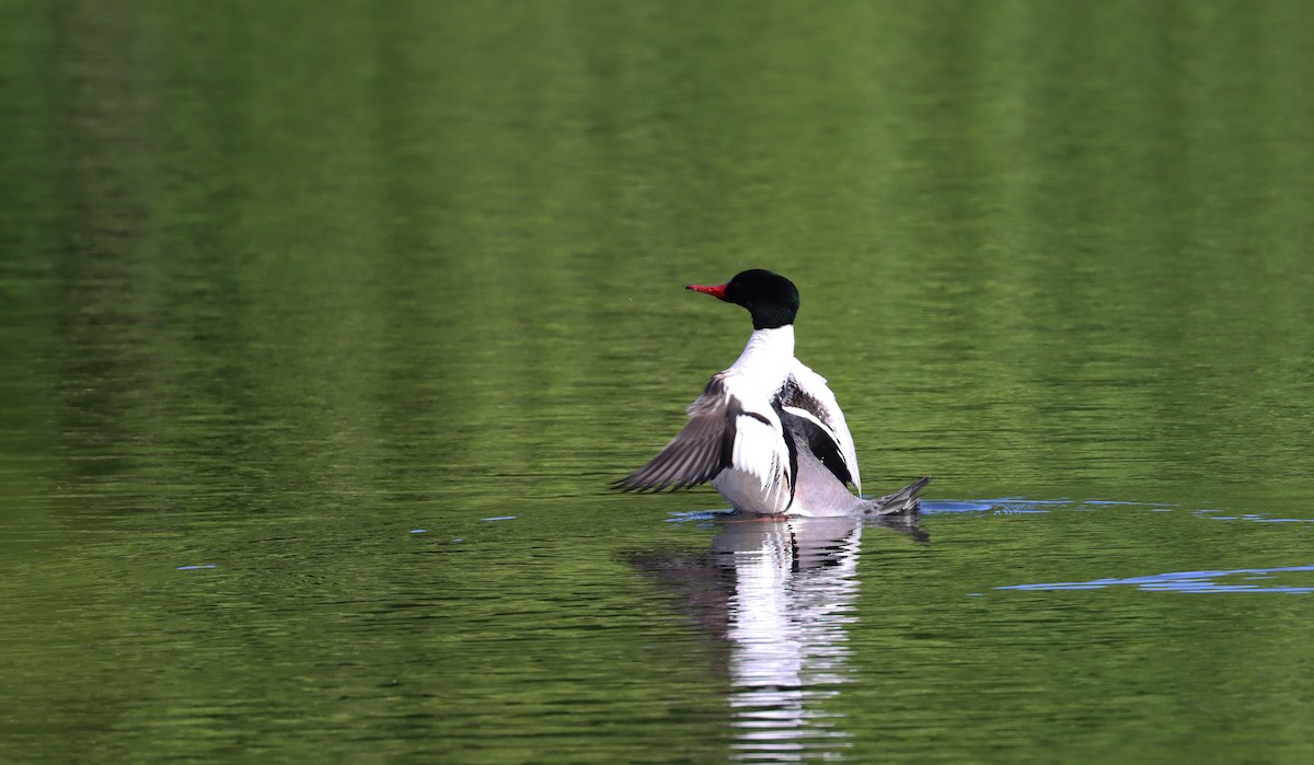 Common Merganser - ML619905019