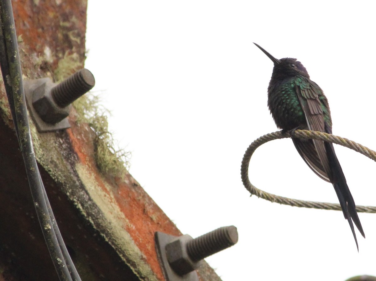 Swallow-tailed Hummingbird - ML619905020