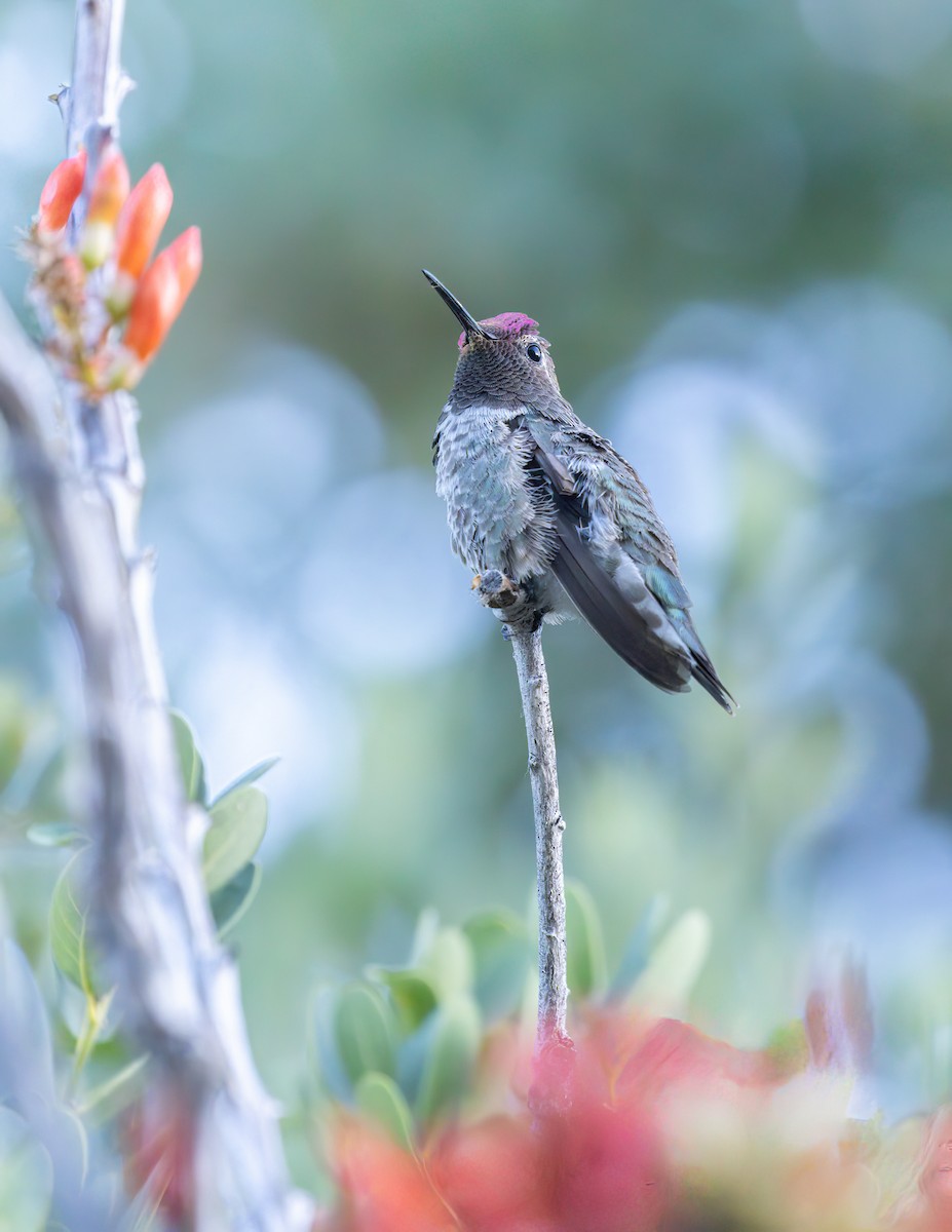 Anna's Hummingbird - ML619905021