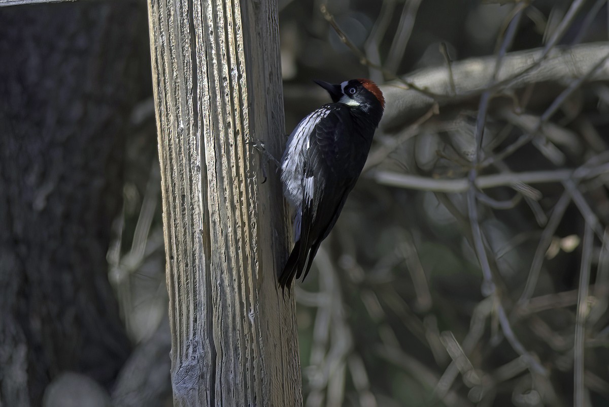 Acorn Woodpecker - ML619905023
