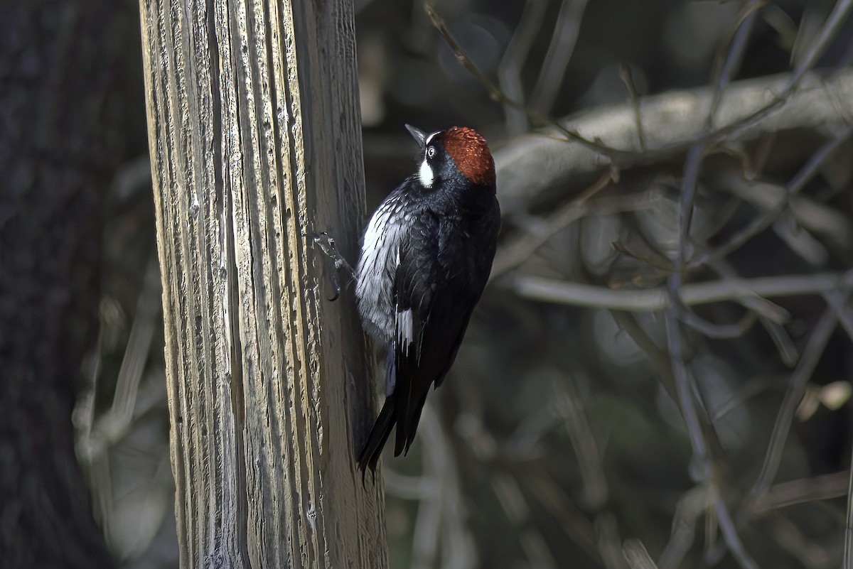 Acorn Woodpecker - ML619905028