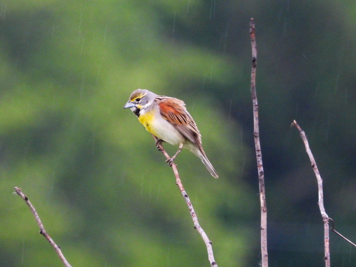 Dickcissel - ML619905030