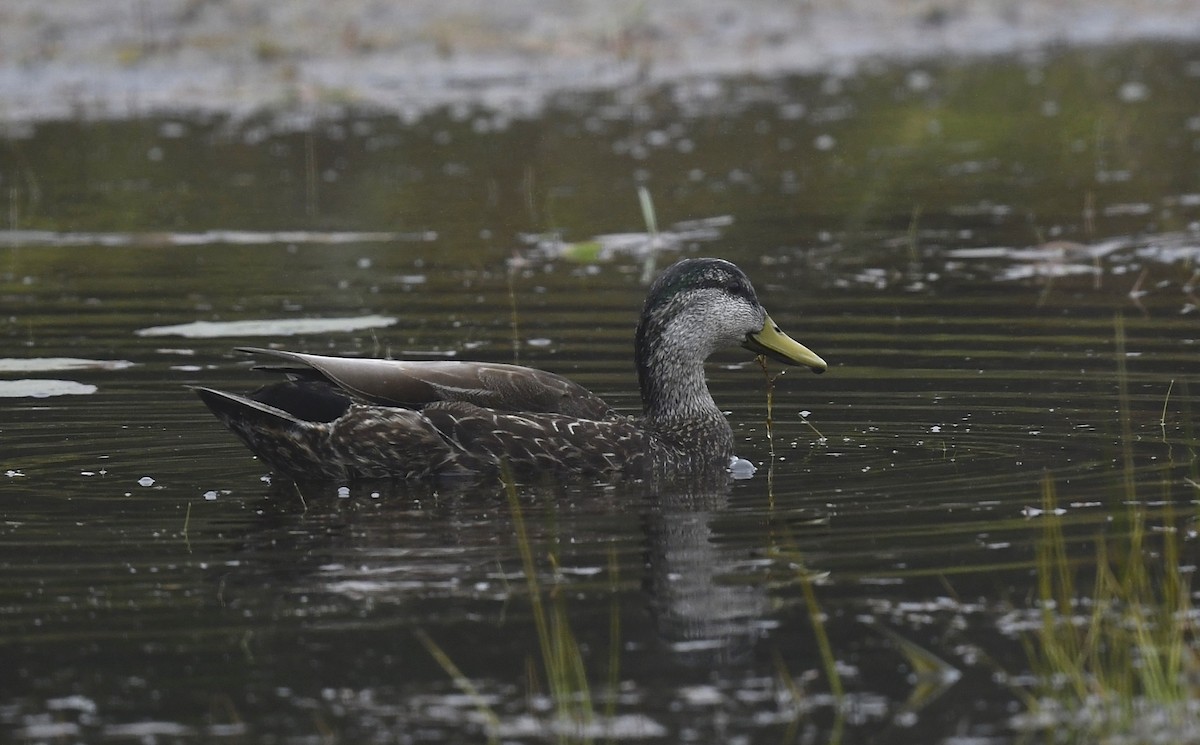 American Black Duck - ML619905032