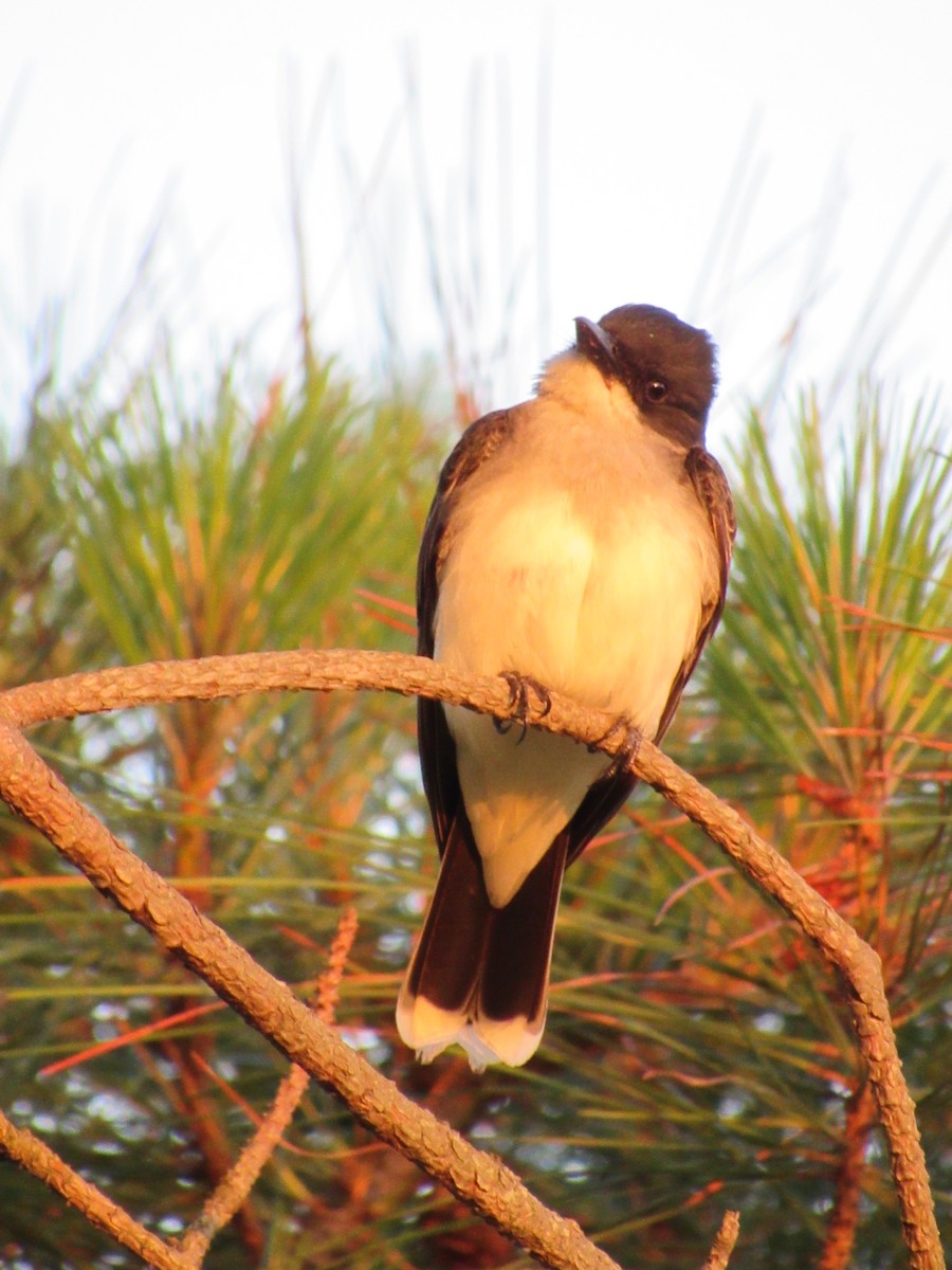 Eastern Kingbird - ML619905033