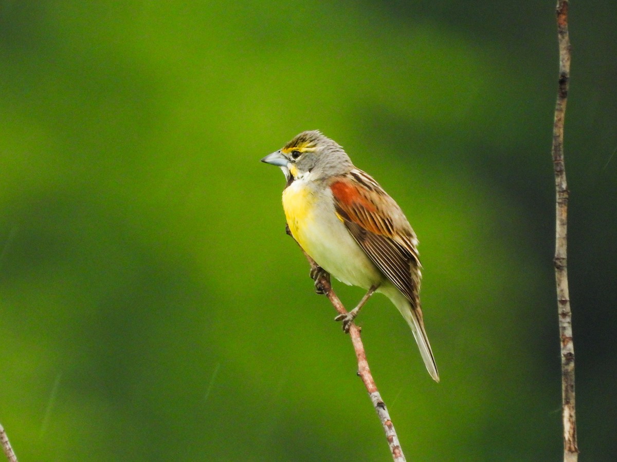 Dickcissel - ML619905034