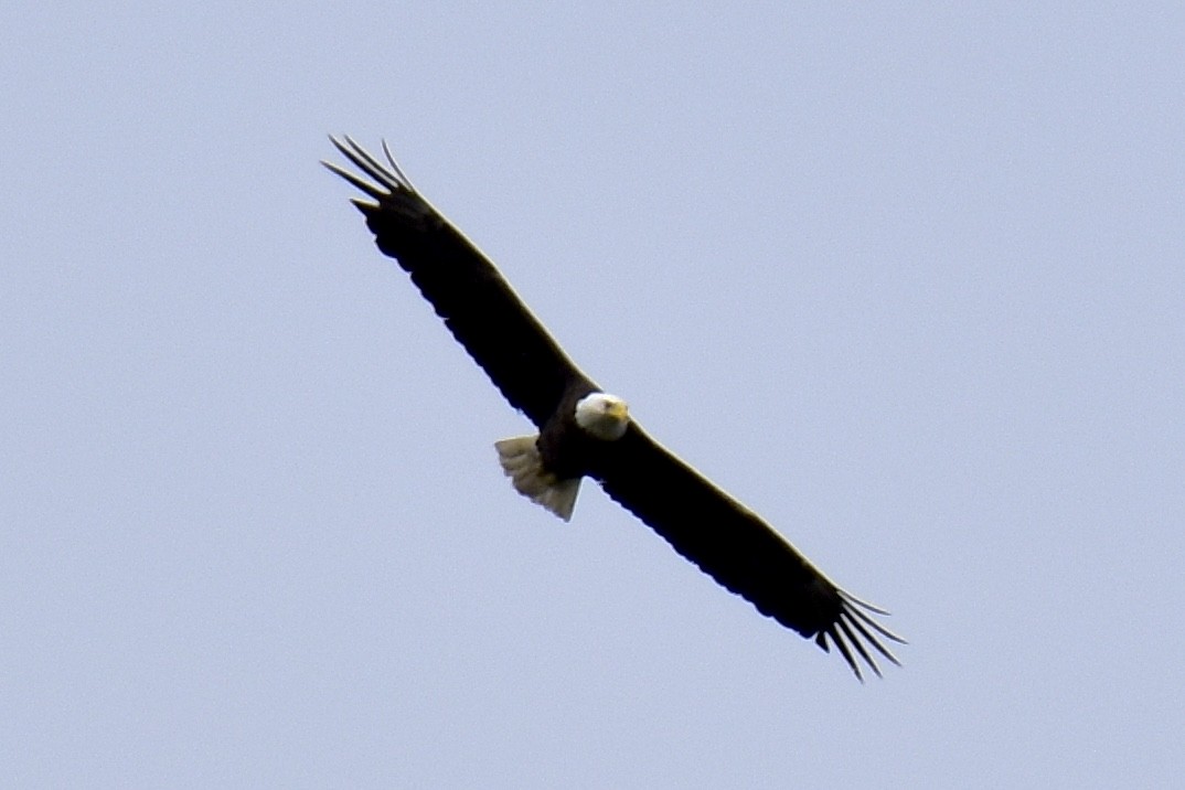 Bald Eagle - ML619905065