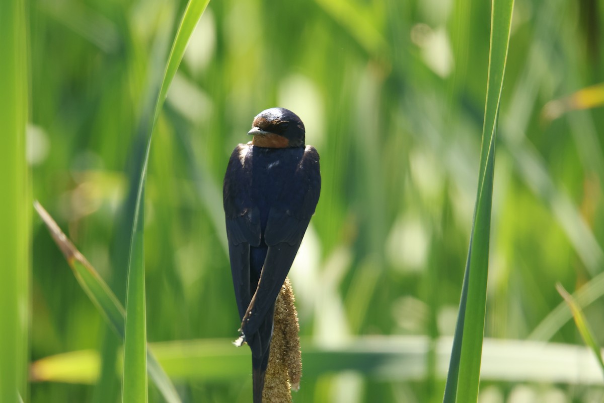Barn Swallow - ML619905068