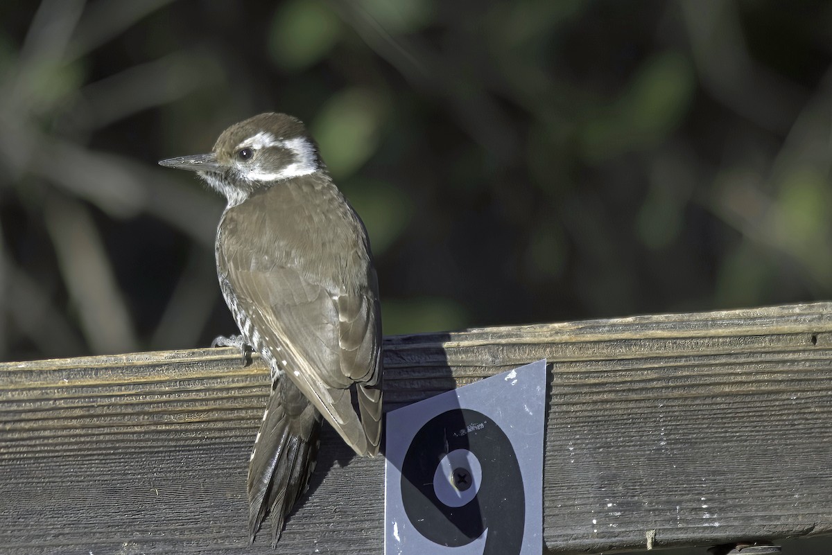 Arizona Woodpecker - ML619905080