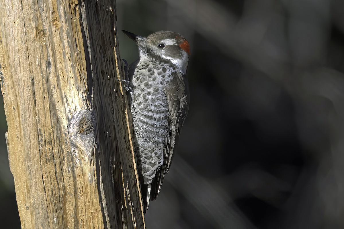 Arizona Woodpecker - ML619905081