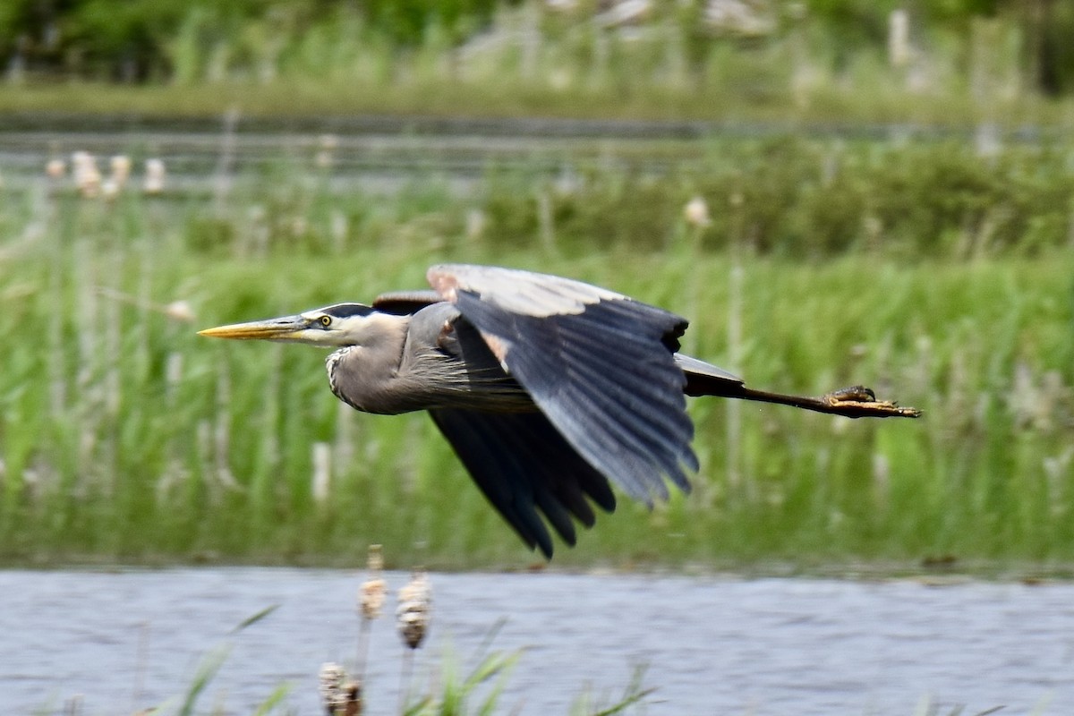 Great Blue Heron - ML619905087