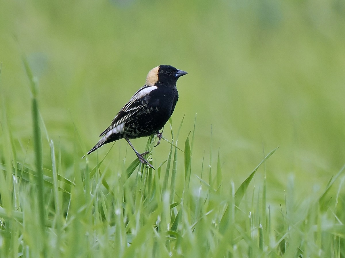 Bobolink - ML619905090