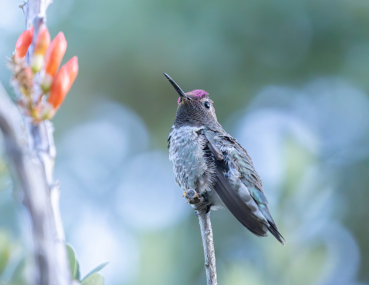 Anna's Hummingbird - ML619905092