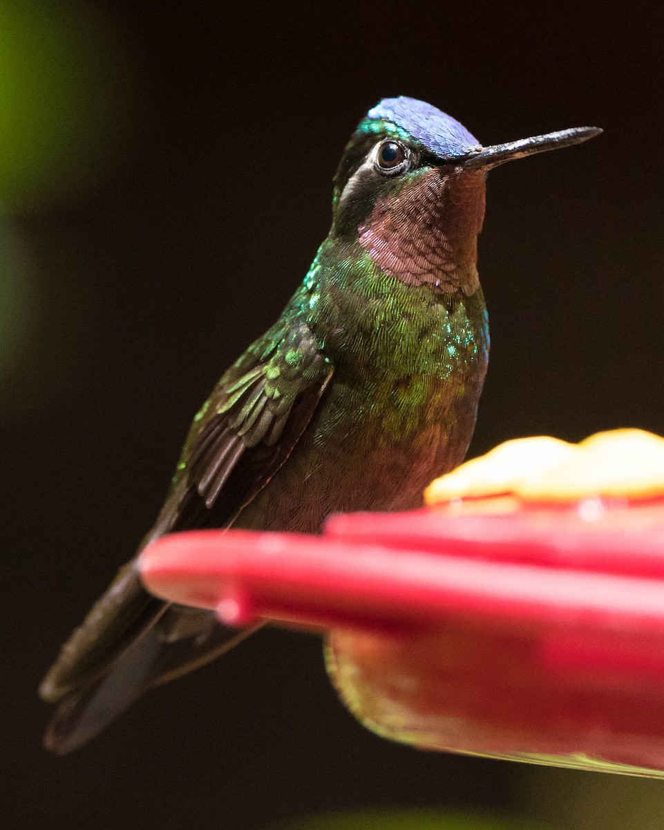 Purple-throated Mountain-gem - ML619905097