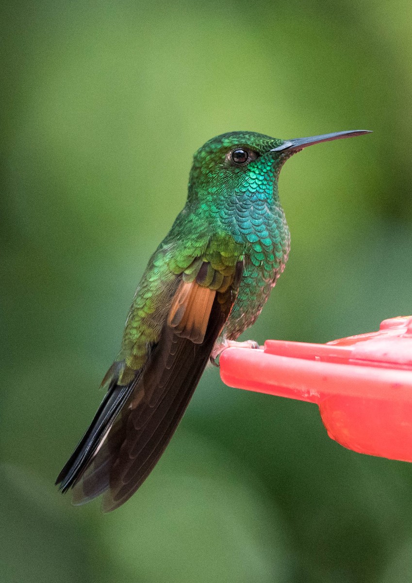 Stripe-tailed Hummingbird - ML619905109