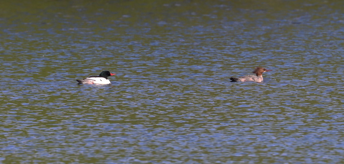 Common Merganser - ML619905110