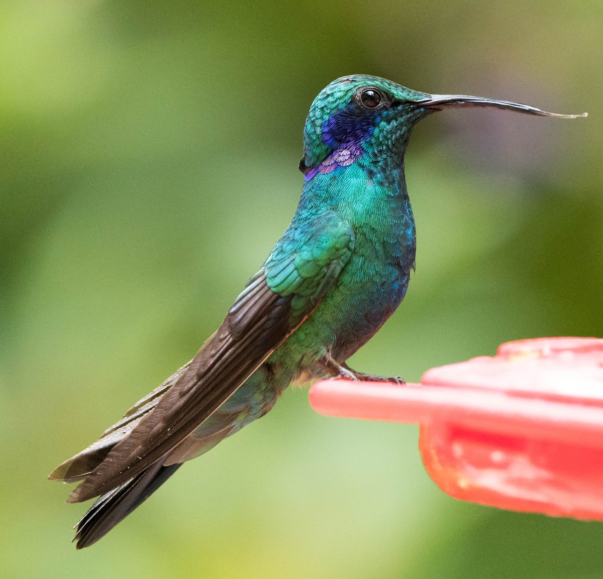 Colibrí Oreja Violeta Menor - ML619905112