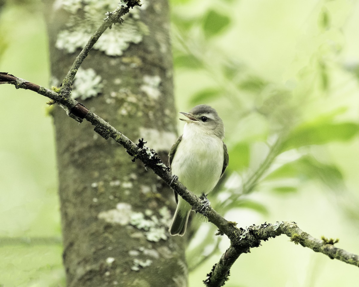 Warbling Vireo - ML619905113