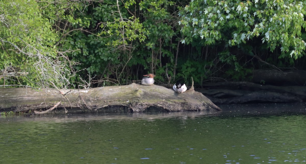 Common Merganser - ML619905116