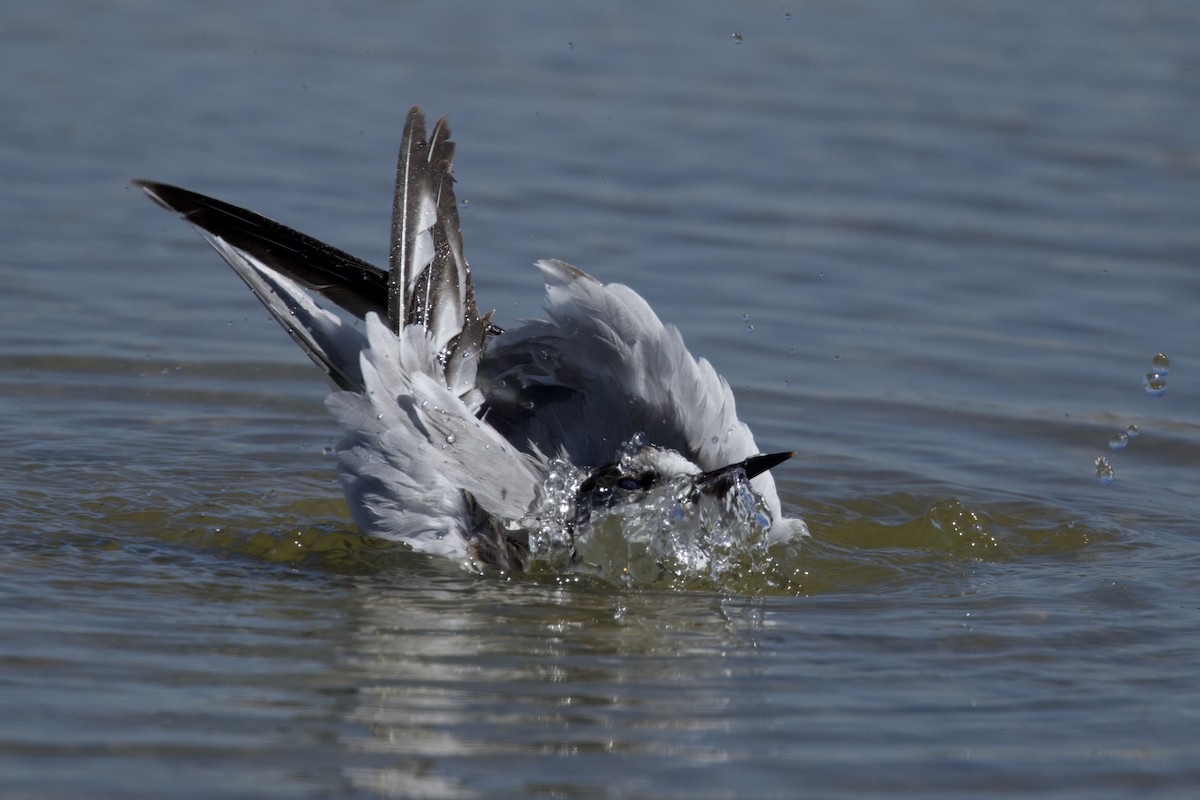 Common Tern - ML619905122