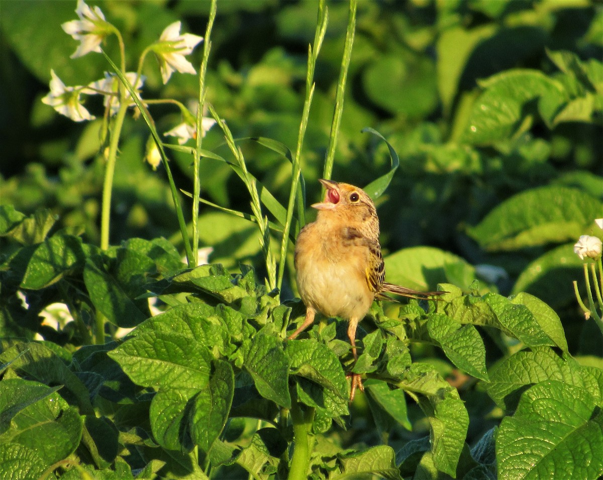 Grasshopper Sparrow - ML619905133