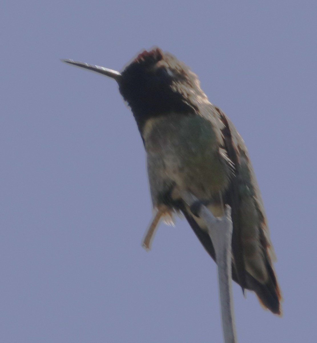 Anna's Hummingbird - ML619905140