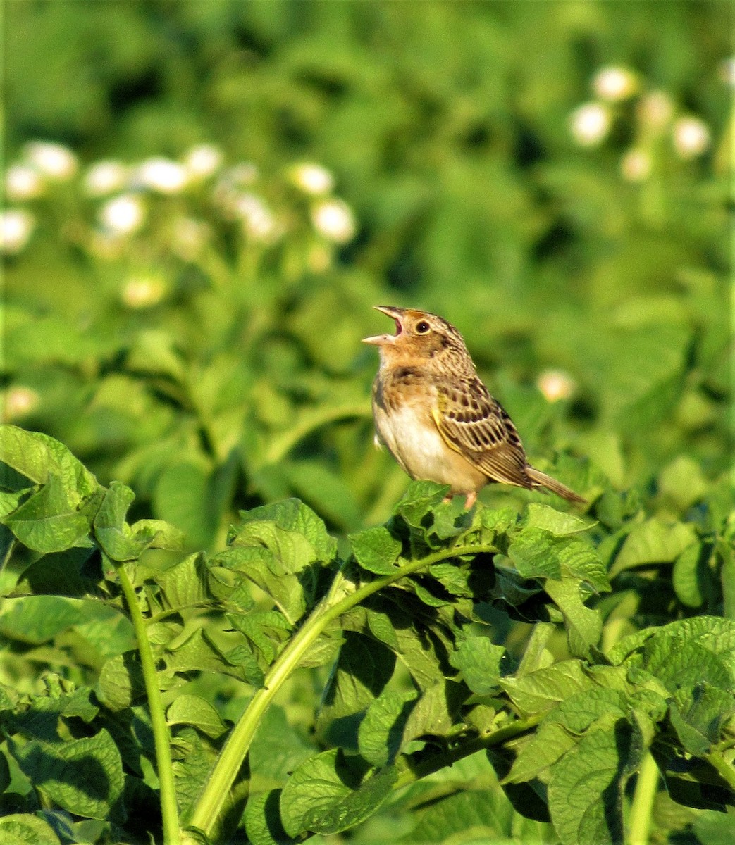 Grasshopper Sparrow - ML619905141