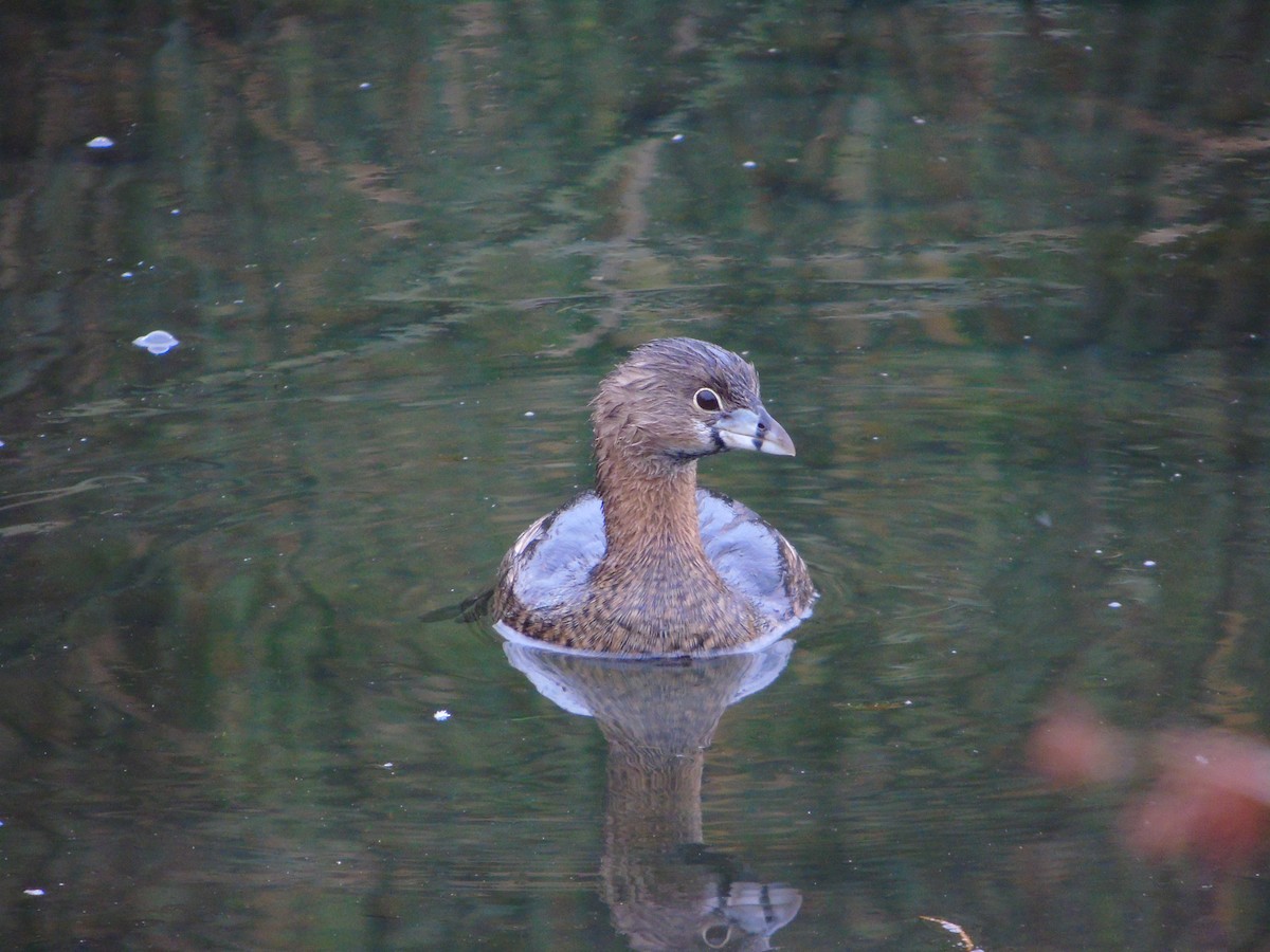 Pied-billed Grebe - ML619905145