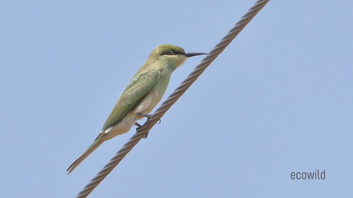 Asian Green Bee-eater - ML619905187