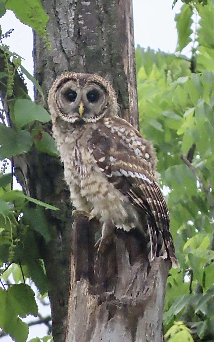 Barred Owl - ML619905189